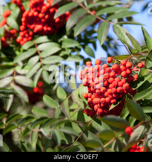 Sorbus Glomerulata a Kew Gardens Foto Stock
