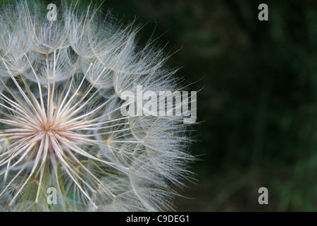 Macro di testa di seme del salsefrica o impianto goatsbeard Foto Stock