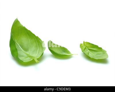 foglie di basilico Foto Stock