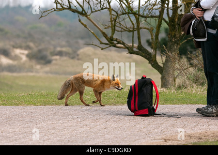 Curioso Red Fox (Vulpes vulpes vulpes) sniffing zaino per i prodotti alimentari di un passeggiatore nelle dune vicino a Zandvoort, Paesi Bassi Foto Stock