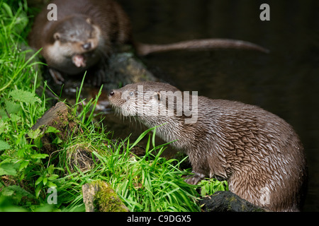 Lontra europea / lontra eurasiatica (Lutra lutra) sulla banca del fiume Foto Stock