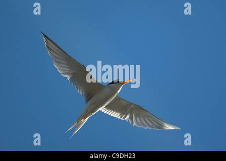 Fraticello (Sternula albifrons / Sterna albifrons) in volo, Zeebrugge, Belgio Foto Stock