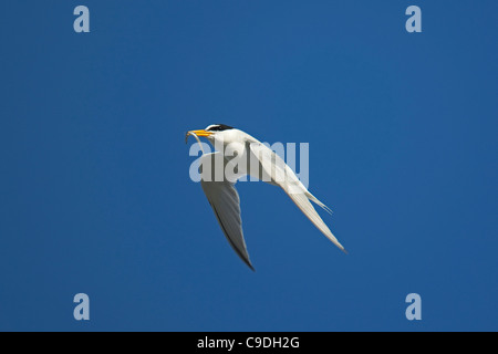 Fraticello (Sternula albifrons / Sterna albifrons) in volo con pesce pescato nel becco, Zeebrugge, Belgio Foto Stock