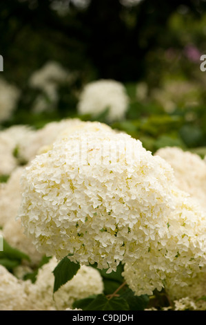 Hydrangea arborescens " Annabelle' AGM, in fiore Foto Stock