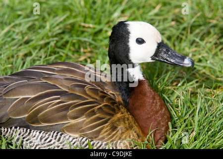 Anatra di fischio Foto Stock