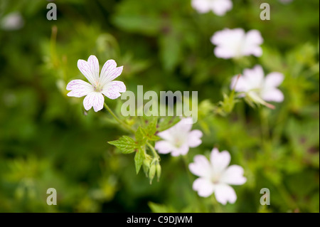 Geranio x oxonianum "Katherine Adele' in fiore Foto Stock