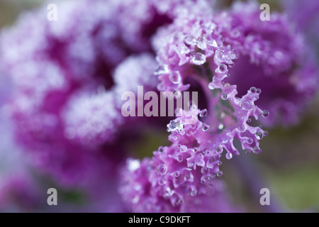 Foglie decorative e gocce di rugiada Foto Stock