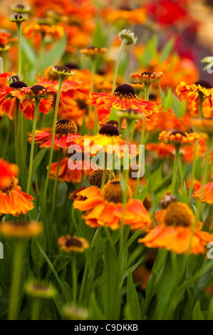 Helenium 'Sahin presto Flowerer' in fiore Foto Stock