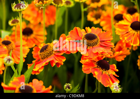 Helenium 'Sahin presto Flowerer' in fiore Foto Stock