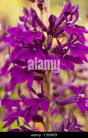 Lobelia x speciosa 'Hadspen viola' in fiore Foto Stock