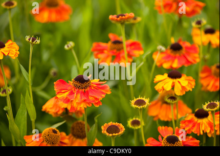 Helenium 'Sahin presto Flowerer' in fiore Foto Stock