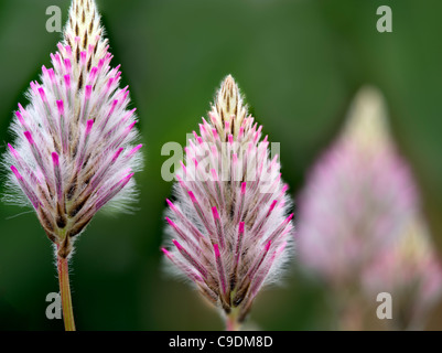 Close up Pink Mulla Mulla (Ptilotus Joey) Foto Stock