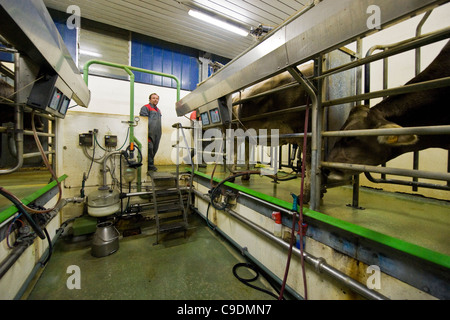 Fattoria di Locatelli, mandria di mucche, Reggetto, Val Taleggio, Lombardia, Italia Foto Stock