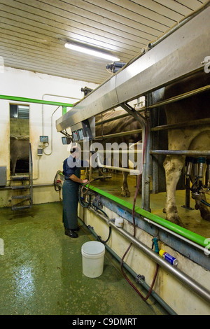 Fattoria di Locatelli, mandria di mucche, Reggetto, Val Taleggio, Lombardia, Italia Foto Stock