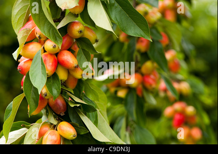 Malus 'John Downie', Crab Apple, di frutta Foto Stock