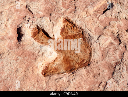 Fossili di dinosauro in arenaria rossa, Arizona, Stati Uniti d'America Foto Stock