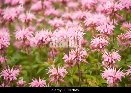 Monarda didyma 'Croftway rosa' AGM, in fiore Foto Stock