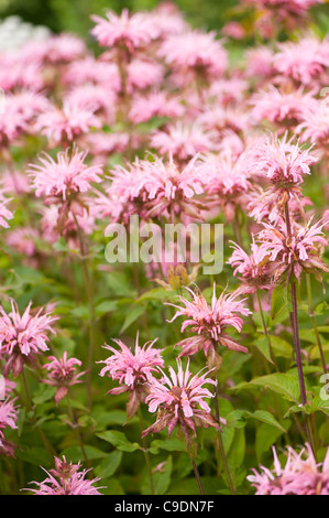 Monarda didyma 'Croftway rosa' AGM, in fiore Foto Stock