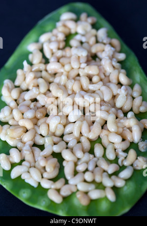 Escamoles Ant larvae o Pupa cotti serviti su una foglia di cactus - una prelibatezza in Messico - un esempio dello strano o strano cibo mangiato dalla gente Foto Stock