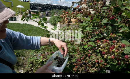 Una donna raccolta di more al tubo di visualizzazione con lo Stadio Olimpico nella distanza Londra Inghilterra 2011 Foto Stock