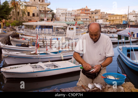 Pescatore che eviscerò il suo pescaggio nel porto di Tiro (Sour), Libano meridionale. Foto Stock