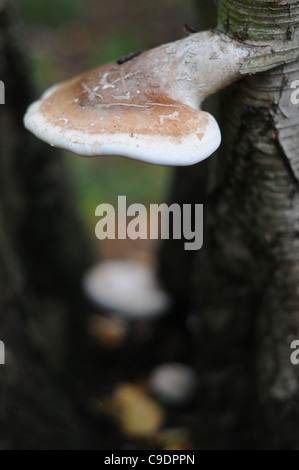 Piptoporus Betulinus fungo su un argento betulla in una foresta in inglese. Foto Stock