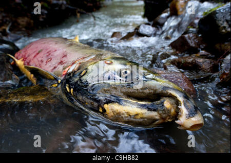 Gen. 4, 2012 - Glide, Oregon, Stati Uniti - una wild Oregon Coast coho salmon giace morto in fondali bassi di miele Creek dopo la deposizione delle uova nei pressi di Glide. Il salmone è morto dopo la sua lunga migrazione dall'Oceano Pacifico per la piccola insenatura ai piedi dei monti Cascade. (Credito Immagine: © Robin Loznak/ZUMAPRES Foto Stock