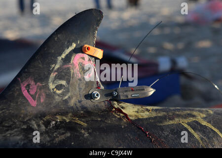 Un salvato delfino comune sport un dispositivo di inseguimento che è stato posto su di esso prima di essere reimmessa nella baia di Cape Cod a Scusset Beach in Sagamore Beach, ma Sabato, Gennaio 14th, 2012. Il delfino è uno di una stima di 30 delfini che elica lungo la baia di Cape Cod è rive da Dennis a Wellflee Foto Stock