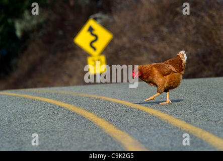 Gen. 16, 2012 - Oakland, Oregon, Stati Uniti - un pollo attraversa una strada in rurale della contea di Douglas vicino a Oakland, Ore. (credito Immagine: © Robin Loznak/ZUMAPRESS.com) Foto Stock