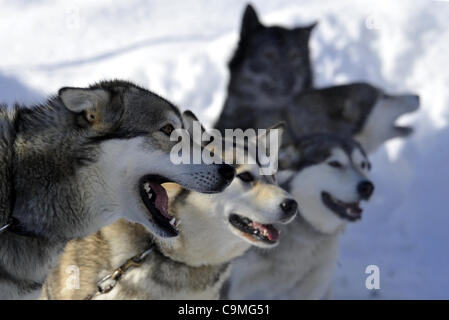 Il team del cane durante la Sedivackuv lunga corsa, Repubblica ceca, 25 gennaio 2012. (CTK foto/Alexandra Mlejnkova) Foto Stock