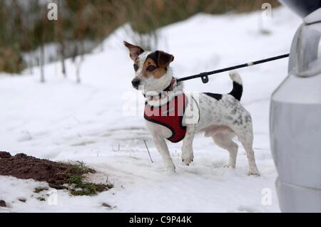 Brecon Beacons, UK. 5 Feb 2012. Un entusiasta Jack Russell cane con cappotto invernale in attesa di andare a fare una passeggiata a piani di armi nel Parco Nazionale di Brecon Beacons nel Galles centrale di oggi. Foto Stock