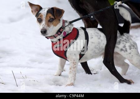 Brecon Beacons, UK. 5 Feb 2012. Un Jack Russell cane con cappotto invernale ripara dal freddo sotto un grande cane mentre si è in attesa di andare a fare una passeggiata a piani di armi nel Parco Nazionale di Brecon Beacons nel Galles centrale di oggi. Foto Stock