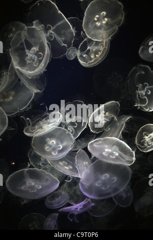 Febbraio 12, 2012 - Long Beach, California, Stati Uniti - Cancellare le meduse in un serbatoio presso l'Aquarium del Pacifico. L'Aquarium del Pacifico è su Rainbow nel porto di Long Beach. Si trova in tutta l'acqua dal Long Beach Convention Center, villaggio litoraneo e la Queen Mary Hotel e Attracti Foto Stock