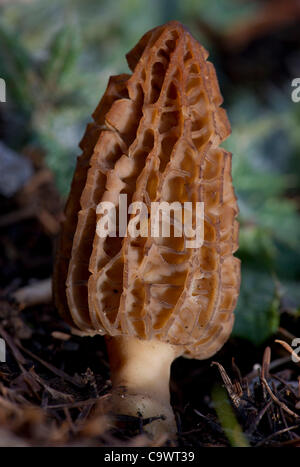 Febbraio 26, 2012 - Roseburg, Oregon, Stati Uniti - una wild morel cresce a fungo sul pendio di una collina in rurale della contea di Douglas, Ore., nei pressi di Roseburg. Spugnole sono apprezzate dai cuochi gourmet particolarmente per la cucina francese. Il fungo morel ha molte colorate nomi locali negli Stati Uniti tra cui molly moochers Foto Stock