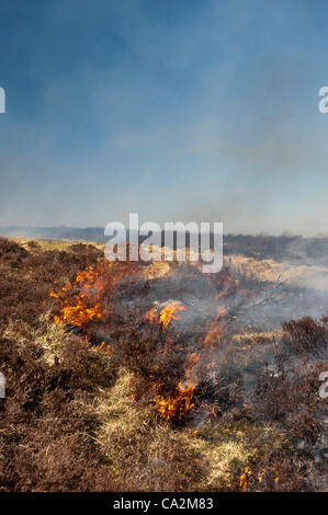 Kirkby Stephen, Cumbria, Regno Unito. 26 mar 2012. Heather moor vengono bruciate in primavera come parte di una controllata di programma di habitat. Foto Stock