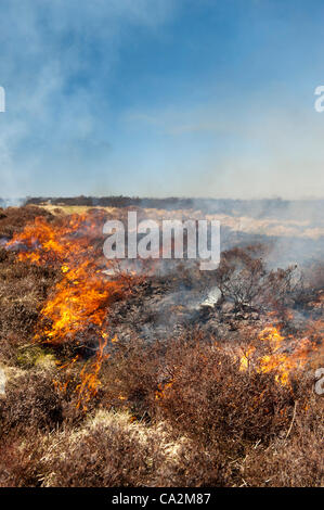 Kirkby Stephen, Cumbria, Regno Unito. 26 mar 2012. Heather moor vengono bruciate in primavera come parte di una controllata di programma di habitat. Foto Stock