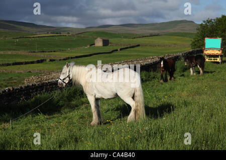 Vardo Caravan tradizionale a cavallo il Gypsy Caravan o "Bow Top" tela carri coperti in rotta per il raduno annuale a Appleby, South Lakeland , UK   Cob e Romany showman di alloggio carro della comunità di viaggio, campeggio a Bainbridge, nel North Yorkshire Dales, in rotta per il Appleby Horse Fair, REGNO UNITO Foto Stock