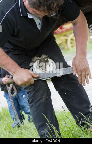 Martedì 5 giugno, 2012: Zingari viaggiatori ferratura maniscalco il suo cavallo in rotta alla fine cadde, York. Un viaggiatore che frequentano l'annuale Appleby Horse Fair, Cumbria, Regno Unito Foto Stock