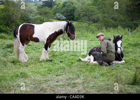 Martedì 5 Giugno 2012: Dominic Baskeyfield con i cavalli in rotta alla fine cadde, York. Un viaggiatore che frequentano l'annuale Appleby Horse Fair, Cumbria, Regno Unito Foto Stock