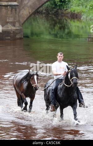 Decimo Giugno 2012 a Appleby, Cumbria, Regno Unito. Lavaggio cavalli nel fiume Eden. La domenica è tradizionalmente un giorno occupato per cavallo di trading e i visitatori a Appleby Fair, il più grande raduno annuale di zingari e nomadi in Europa. Foto Stock