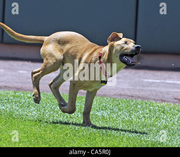 Giugno 12, 2012 - Albuquerque, NM, Stati Uniti - Shephard mix che è stato adottato da John Ely degli isotopi è diventata una sorta di club house mascotte ottiene una corsa attraverso il fuori campo in isotopi park. Martedì, 12 giugno 2012. (Credito Immagine: © Jim Thompson/Albuquerque ufficiale/ZUMAPRESS.com) Foto Stock