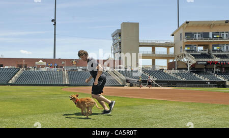 Giugno 12, 2012 - Albuquerque, NM, Stati Uniti - Shephard mix che è stato adottato da isotopi brocca John Ely è diventata una sorta di club house mascotte gioca nel fuori campo in isotopi park con John. Martedì, 12 giugno 2012. (Credito Immagine: © Jim Thompson/Albuquerque ufficiale/ZUMAPRESS.com) Foto Stock