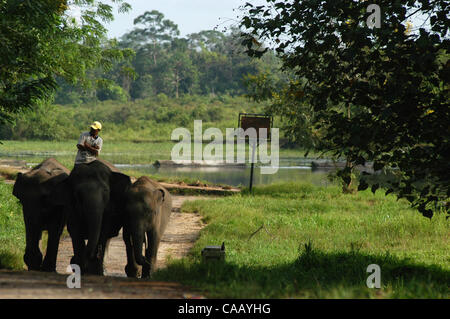 Mar 02, 2004; modo Kambas, Lampung, Indonesia; Indonesia; scuola per elefanti selvatici in modo Kambas Parco Nazionale. Il elefanti selvatici che chatched dagli abitanti di un villaggio in quella zona, addestrato in modo da poter essere ÔmenghalauÕ o elefanti selvatici della terra peopleÕs e sono attrazioni turistiche per cavalcare un