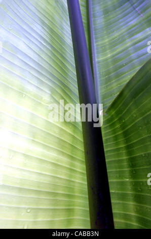 Giu 03, 2004; Los Angeles, CA, Stati Uniti d'America; piante di banana.