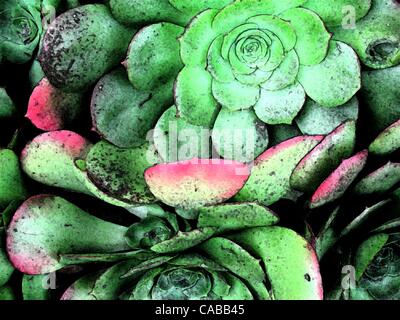Giu 03, 2004; Los Angeles, CA, Stati Uniti d'America; verde le piante succulente.