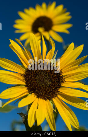 20 agosto 2010 - Taos, Nuovo Messico, Stati Uniti d'America - 20 agosto 2010. Clayton, Nuovo Messico, Stati Uniti d'America. Fioriture di girasole faccia il sole di mattina in un campo nell'angolo nord-est dello stato del New Mexico. I blumi girare per affrontare la direzione del sole che sorge. (Credito Immagine: © ZUMA Ralph Lauer/ZUMApress.com) Foto Stock