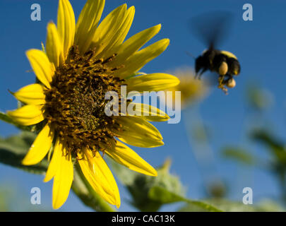 20 agosto 2010 - Taos, Nuovo Messico, Stati Uniti d'America - 18 agosto 2010. Clayton,Nuovo Messico, Stati Uniti d'America. Un Bumble Bee polinates un girasole in un campo di blumi nell'angolo nord-est dello stato del New Mexico. (Credito Immagine: © ZUMA Ralph Lauer/ZUMApress.com) Foto Stock