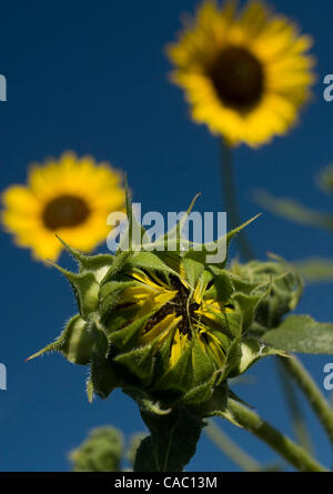 20 agosto 2010 - Taos, Nuovo Messico, Stati Uniti d'America - 20 agosto 2010. Clayton, Nuovo Messico, Stati Uniti d'America. Girasoli preparare per aprire come altri blumi radiosamente faccia il sole di mattina nella parte nord-orientale dello stato del Nuovo Messico. (Credito Immagine: © ZUMA Ralph Lauer/ZUMApress.com) Foto Stock