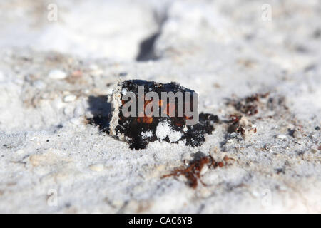 Lug 27, 2010 - Pensacola, Florida, Stati Uniti - Tar sfere sulle spiagge di sabbia bianca di Pensacola martedì. Onde di gooey tar blob di lavaggio erano a terra in numero crescente sulla sabbia bianca della Florida Panhandle Martedì come nere dal BP spill continuano a muoversi a terra. Le palle di catrame è venuto come Foto Stock