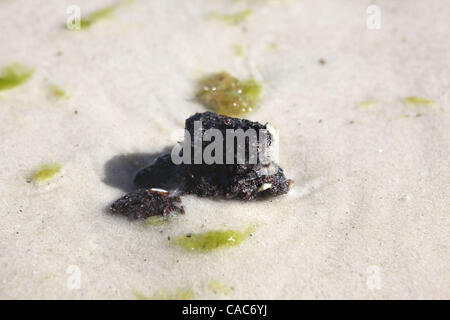 Lug 27, 2010 - Pensacola, Florida, Stati Uniti - Tar sfere sulle spiagge di sabbia bianca di Pensacola martedì. Onde di gooey tar blob di lavaggio erano a terra in numero crescente sulla sabbia bianca della Florida Panhandle Martedì come nere dal BP spill continuano a muoversi a terra. Le palle di catrame è venuto come Foto Stock